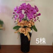 五株高盆蘭花(粉)(後龍、苗栗、頭屋、南...