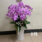 八株高盆蘭花(粉)(後龍、苗栗、頭屋、南...
