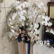 九株高盆蘭花(白)(後龍、苗栗、頭屋、南...