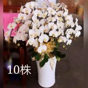 十株高盆蘭花(白)(後龍、苗栗、頭屋、南...