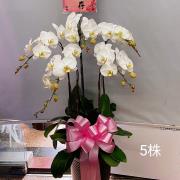 五株高盆蘭花(白)(後龍、苗栗、頭屋、南...