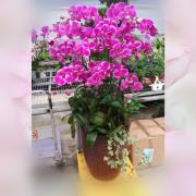 12株粉色蘭花盆