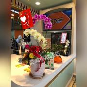 蝴蝶蘭精緻盆景