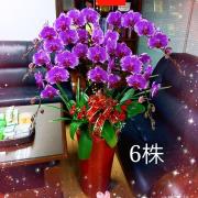 6株落地型粉色蘭花