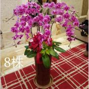 8株落地型粉色蘭花
