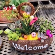 多肉植物盆栽A款