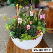 多肉植物盆栽B款