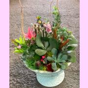 多肉植物盆栽C款