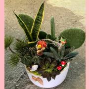 多肉植物盆栽D款