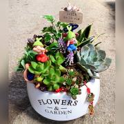 多肉植物盆栽G款