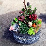 多肉植物盆栽H款