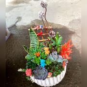 多肉植物盆栽I款