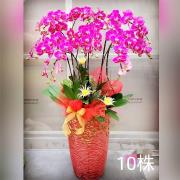 10株落地型粉色蘭花