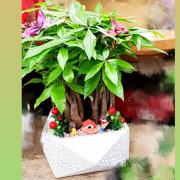 桌上型造景盆栽