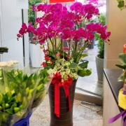 12株蝴蝶蘭盆景