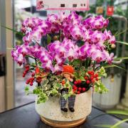 蝴蝶蘭組合盆景