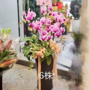 6株蝴蝶蘭盆景(粉)