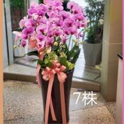 7株蝴蝶蘭盆景(粉)