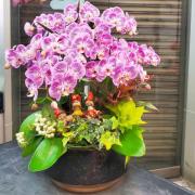 蝴蝶蘭造型組合盆景