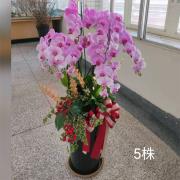 5株蝴蝶蘭盆景(粉)