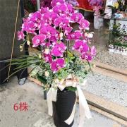 6株粉色蝴蝶蘭組合盆栽