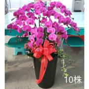 10株蝴蝶蘭盆景