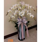 7株白色蝴蝶蘭組合盆栽
