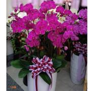 10株粉色蝴蝶蘭組合盆栽