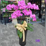 5株粉色蝴蝶蘭組合盆栽