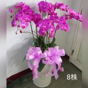 8株粉色蝴蝶蘭組合盆栽