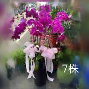 7株蘭花盆景(粉)
