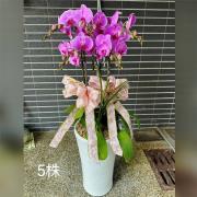 5株蘭花盆景(粉色)