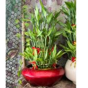 招財進寶開運竹C款(桌上型)