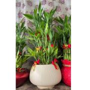 招財進寶開運竹D款(桌上型)