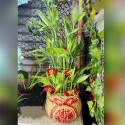 招財進寶開運竹B款(桌上型)