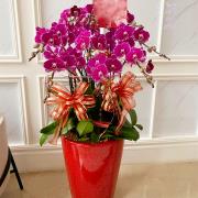 10株落地型蝴蝶蘭(粉)