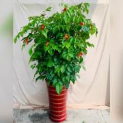 旺財樹組合盆栽