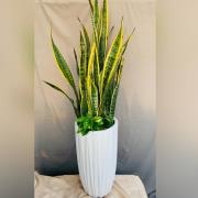 虎尾蘭組合盆栽(落地型)