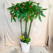 發財樹組合盆栽