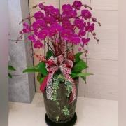 10株蝴蝶蘭盆栽