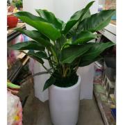 綠鑽樹 開幕盆栽