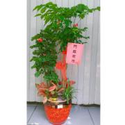 門庭若市發財樹組合盆栽