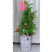 步步高陞發財樹組合盆栽