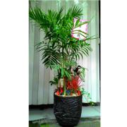 步步高陞發財樹組合盆栽