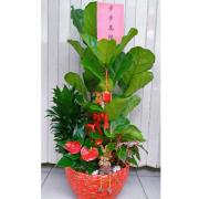 步步高陞發財樹組合盆栽