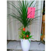 步步高陞發財樹組合盆栽