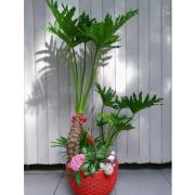 發財樹組合盆栽