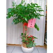 步步高陞發財樹組合盆栽