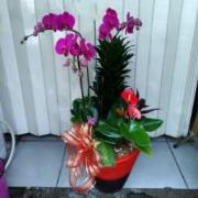 粉色蘭花組合盆栽
