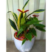 虎皮蘭(桌上型)